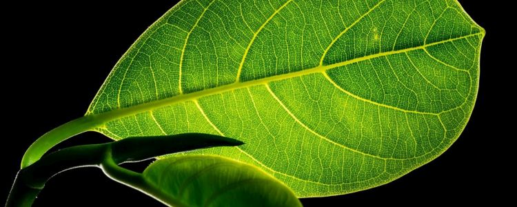 Білл Гейтс: штучний фотосинтез може виробляти чисте паливо для автомобілів майбутнього