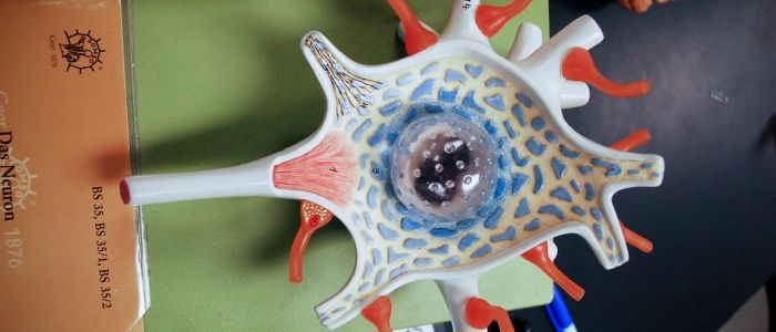 Вперше штучні нейрони взаємодіють безпосередньо з живими клітинами