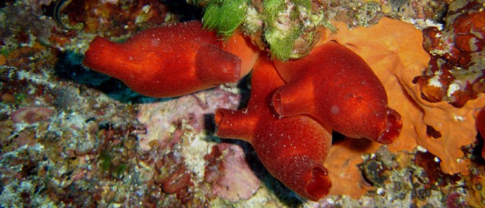 Вчені виявили морепродукт, здатний повернути назад ознаки старіння