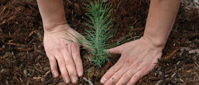 Мікроорганізми в корі дерев уловлюють парникові гази