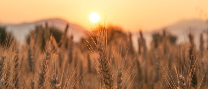 Світові продовольчі системи «доведені до межі» через екстремальну спеку