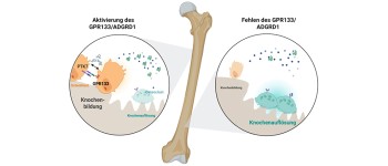 Прорив у зміцненні кісток може звернути назад остеопороз