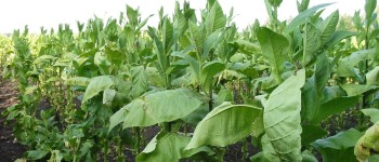 Вчені модифікували рослину, щоб вона вирощувала одночасно п'ять типів психоактивних речовин