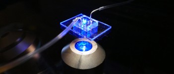 Серце-на-чипі може призвести до появи нових методів лікування серцевої недостатності