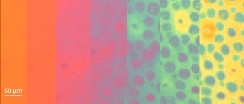 Новий матеріал змінює колір і текстуру, як восьминіг