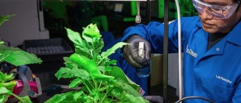 Броня для рослин пропонує новий інструмент для глобальної продовольчої безпеки