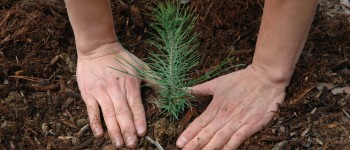 Мікроорганізми в корі дерев уловлюють парникові гази