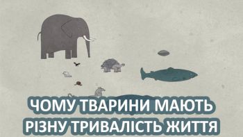 Чому тварини мають різну тривалість життя