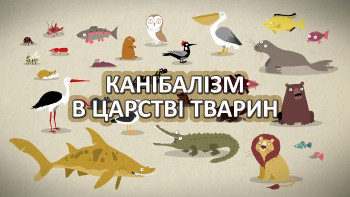 Канібалізм у царстві тварин