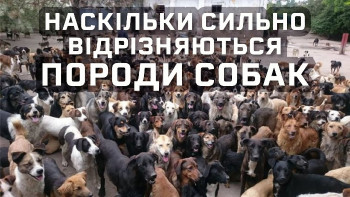 Наскільки сильно відрізняються породи собак?