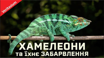 Як хамелеони змінюють своє забарвлення